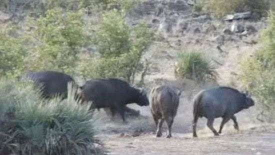 Буйволы спасли маленького слоненка от атаки львов (ВИДЕО)