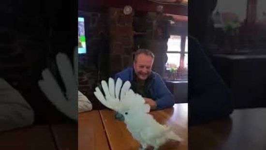 Зажигательный танец какаду под Despacito «порвал» соцсети (ВИДЕО)