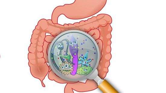 Необычные факты о том, как кишечник влияет на здоровье