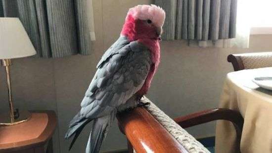 Попугай «сбежал» из Австралии в Новую Зеландию на круизном лайнере