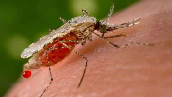 В Харьков из Камеруна привезли малярию