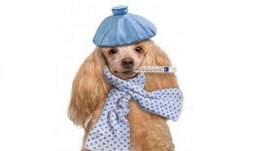 Можно ли человеку заразиться гриппом от домашнего питомца, рассказали специалисты