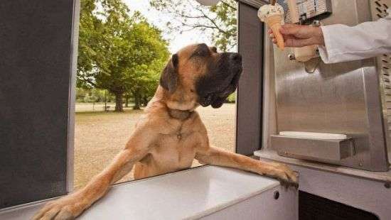 Собака пришла в фастфуд за мороженым и попала на ВИДЕО