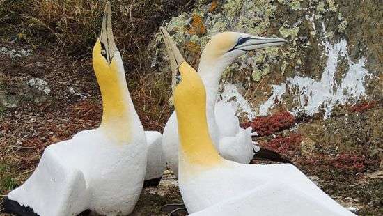 В Новой Зеландии умерла самая одинокая в мире птица (ВИДЕО)