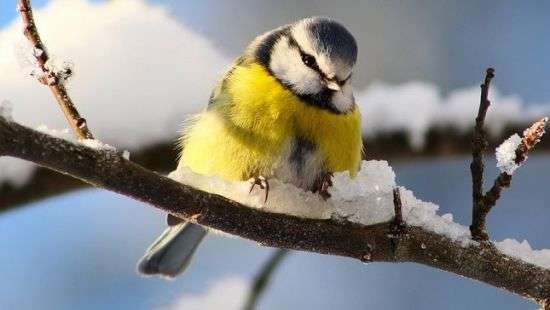 Погода: Украину атакуют морозы