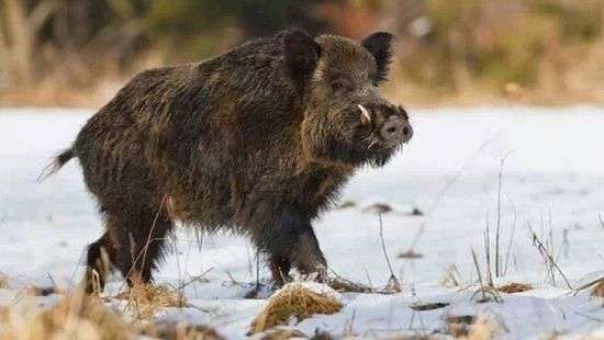 Нападение вепря на людей в Китае попало на ВИДЕО