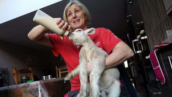 В Англии родился ягненок с пятью копытами (ФОТО)