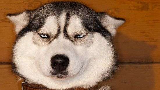 Кого кусают собаки, выяснили специалисты