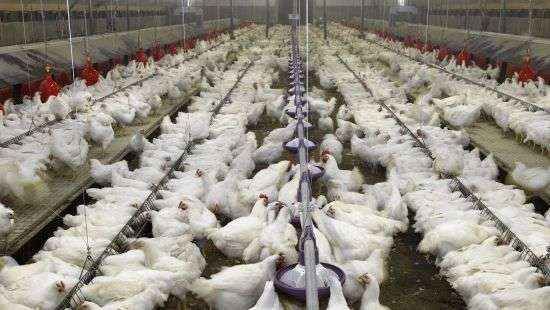 Из 6 млрд грн аграрных дотаций в этом году львиную долю получат животноводы