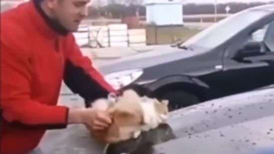 На Кубани мужчина мыл свой Mercedes живым котом (ВИДЕО)