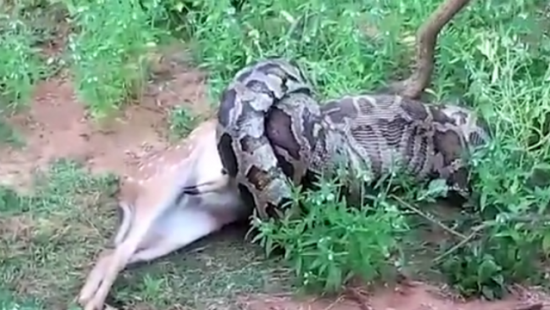 На Шри-Ланке сняли на ВИДЕО, как питон проглотил оленя