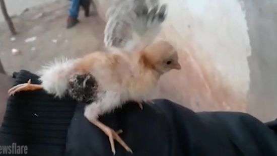 В Индии родился цыпленок-мутант (ФОТО/ВИДЕО)