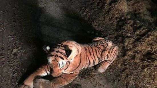 В Шотландии вооруженный отряд полицейских приехал усмирять игрушечного тигра