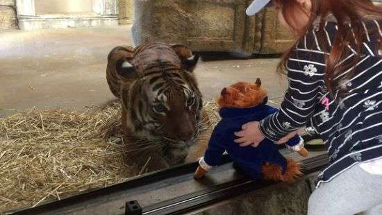 Тигр попытался заполучить детскую игрушку и попал на ВИДЕО