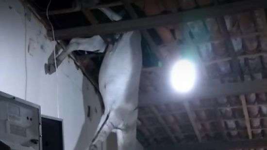 В Бразилии с потолка дома внезапно упал осел (ВИДЕО)