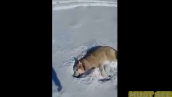 Раненый волк притворился перед охотниками мертвым (ВИДЕО)