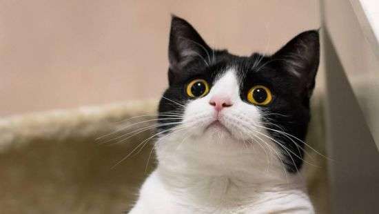 В Израиле из-за сбежавшего кота приостановили движение поездов