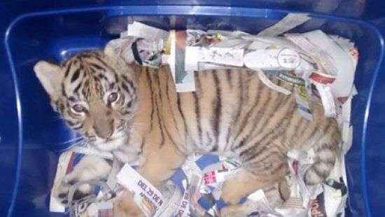 Мексиканец отправил по почти двухмесячного тигренка