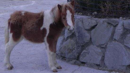 Собака ночью решила прокатиться на одноглазом пони и попала на ВИДЕО