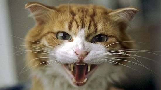 Под Харьковом больной бешенством кот искусал людей