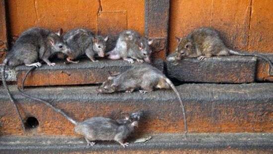 Французы придумали гуманную казнь для крыс