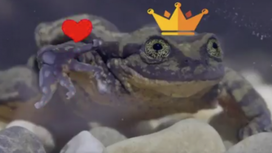 Зоологи ищут в приложении для знакомств пару самцу вымирающего вида лягушек (ВИДЕО)