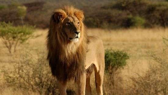 В Африке львы оставили от браконьера одну лишь голову