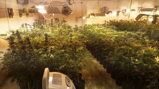 Под Киевом накрыли масштабное производство марихуаны - ВИДЕО