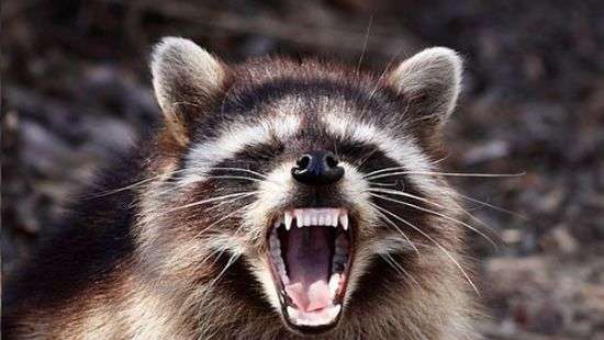 Украинских пограничников атаковал бешеный енот