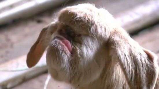 В Малайзии родился «козленок-циклоп» (ФОТО/ВИДЕО)