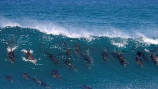 В Мексике на берег пляжа выбросились десятки дельфинов