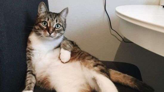 В Стамбуле кот заблокировал выход с эскалатора (ВИДЕО)