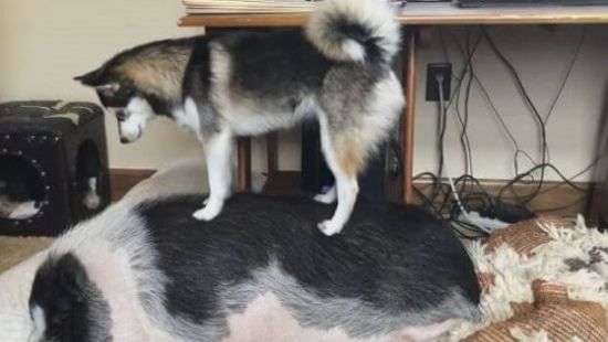 Щенок попытался поиграть с ленивой свиньей и попал на ВИДЕО