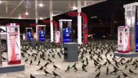 Сотни птиц устроили флешмоб на АЗС в США - ВИДЕО
