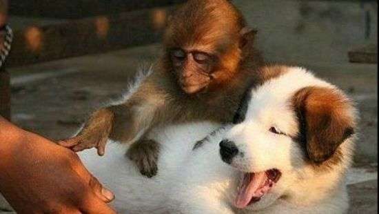 Собака усыновила детеныша обезьяны (ВИДЕО)