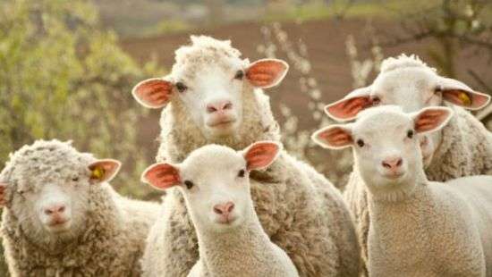 Американские ученые скрестили овцу с человеком