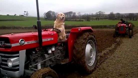 Пес-тракторист, помогающий хозяину по хозяйству, попал на ВИДЕО