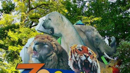 Во французском зоопарке родились белые носорог и тигрята (ВИДЕО)