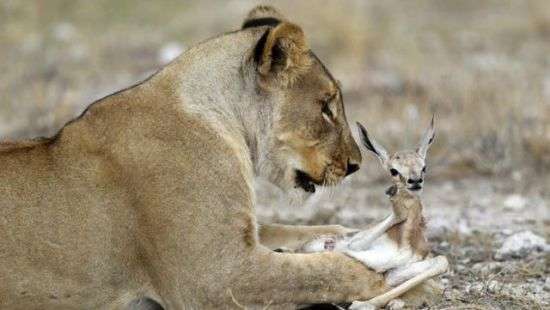 После смерти своих детенышей львица начала воспитывать маленькую антилопу (ФОТО)