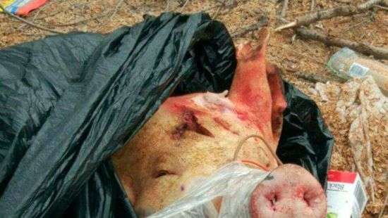 В Запорожье неизвестные оставили на остановки голову свиньи с гранатой (ФОТО)