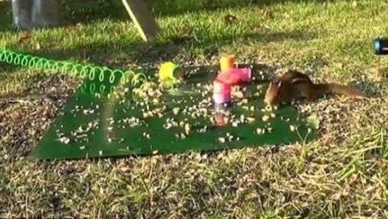 Смекалистая белка отправила в нокаут наглого бурундука – ВИДЕО