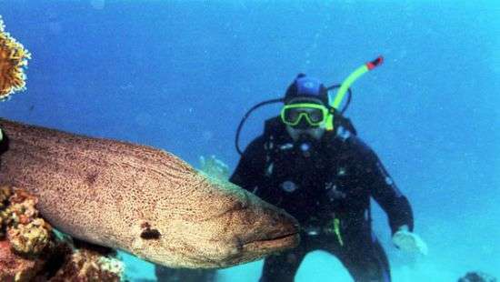 На видео попало нападение мурены на дайвера (ВИДЕО)