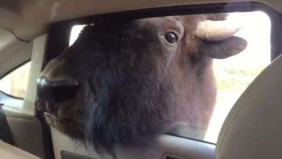 Сеть взорвало ВИДЕО с зубром, забравшимся в машину