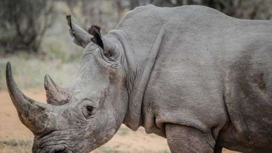 Гид снял битву двух носорогов в заповеднике Южной Африки (ВИДЕО)