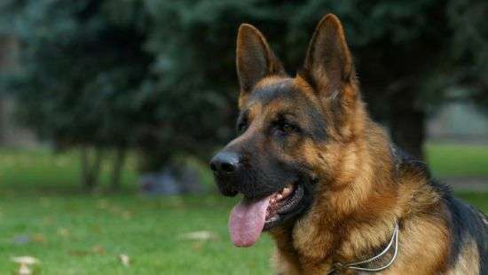 В США собака получила четыре пули, спасая 16-летнего хозяина от грабителей