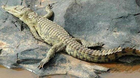 Крокодил, нагло ограбивший рыбака, попал на ВИДЕО