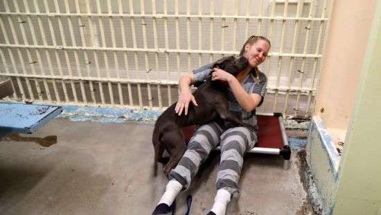 Заключенным в тюрьмах разрешат заводить домашних животных