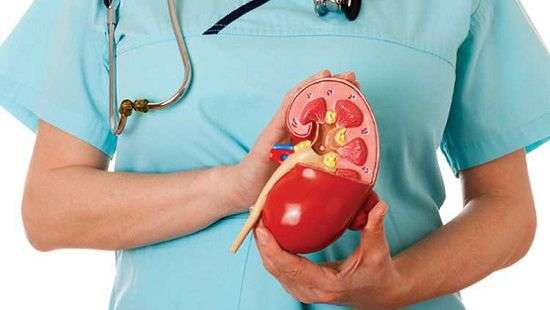 Медики назвали продукты, которые провоцируют образование камей в почках