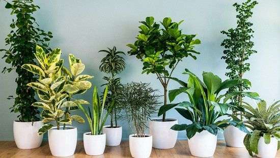 Чем нам угрожают комнатные растения, рассказали специалисты