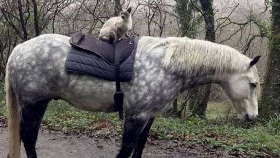 Прогулки сиамского кота верхом на пони засняли на ВИДЕО